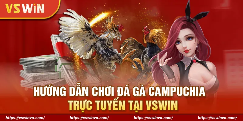 Hướng dẫn chơi đá gà Campuchia trực tuyến tại VSWIN